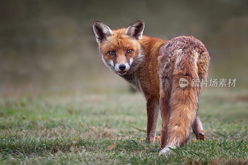 红狐(Vulpes Vulpes)